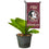 College Flags & Banners Co. Florida State Seminoles Mini Garden and Flower Pot Flag Topper