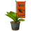 College Flags & Banners Co. Oregon State Beavers Mini Garden and Flower Pot Flag Topper