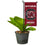 College Flags & Banners Co. South Carolina Gamecocks Mini Garden and Flower Pot Flag Topper