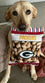 Green Bay Packers Peanut Bag Toy by Pets First - 757 Sports Collectibles