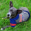 Buffalo Bills Hoody Dog Tee by Pets First - 757 Sports Collectibles
