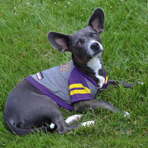 Minnesota Vikings Hoody Dog Tee by Pets First - 757 Sports Collectibles