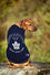 Toronto Maple Leafs T-Shirt - by Pets First - 757 Sports Collectibles