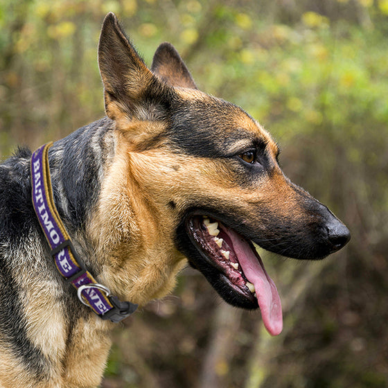 NFL Baltimore Ravens Dog Collars & Leashes - Ribbon Pets First - 757 Sports Collectibles