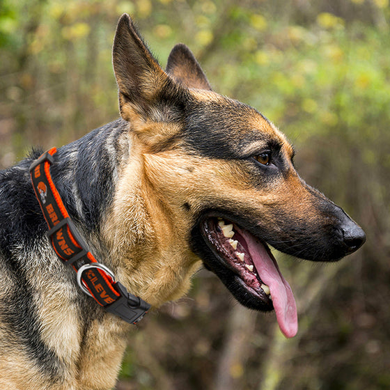 NFL Cleveland Browns Dog Collar Pets First - 757 Sports Collectibles