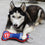 Chicago Cubs Dental Tug Toy Pets First - 757 Sports Collectibles