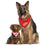 Detroit Red Wings Reversible Bandana Pets First - 757 Sports Collectibles